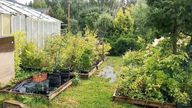 Коротко о поливе осциллирующими дождевателями, как выбрать дождеватель и правильно использовать смотреть онлайн