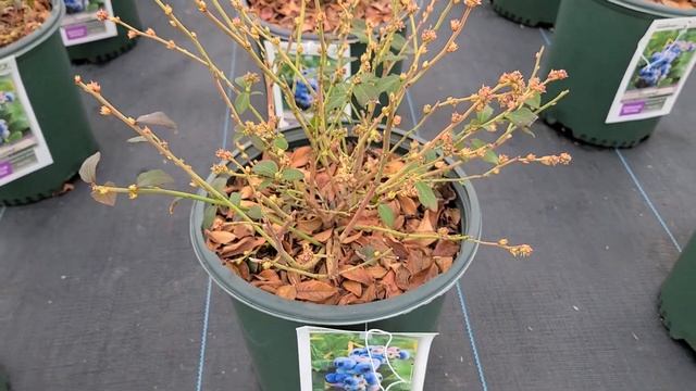 Vaccinium Blueray (Blueberry)? // Outstanding, Delicious, Heavy Yielding Blueberry (Updated Version смотреть онлайн