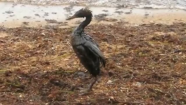 Тамань - уникальная часть Кубани смотреть онлайн
