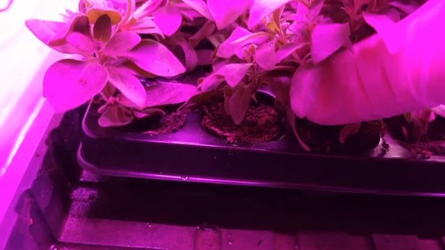 Это вам не сено от "ВЕГЕТКИ НН" Сегодня я Счастливый,забрал"ШИКАРНЮЧИЙ"черенок вегетативки. смотреть онлайн