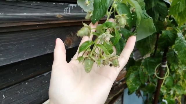 С первым снегом!