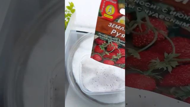 Как я сажаю землянику из семян. #садоводство смотреть онлайн