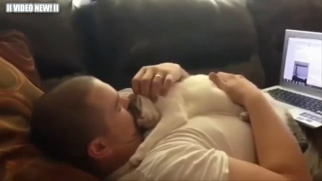 Кошки любят своих владельцев! Сборник 2016[ NEW] смотреть онлайн