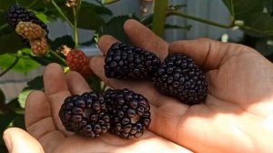 Ежевика "Блек Джем"