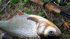 5 ЛУЧШИХ ВОБЛЕРОВ ДЛЯ РЫБАЛКИ НА ГОЛОВЛЯ И ЯЗЯ