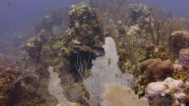 Esmeralda, Belize - Nurse Shark Paradise смотреть онлайн