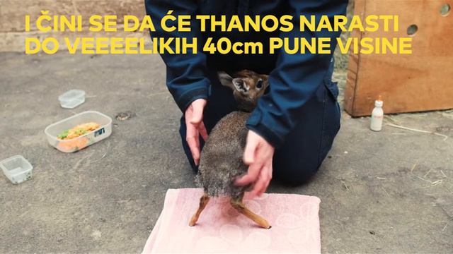 Najslađa mini antilopa na svijetu otapa srca [100posto ŽIVOT] смотреть онлайн