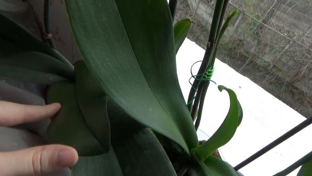 January orchid collection update - Part 2 - Living room windowsill | Semi hydroponics смотреть онлайн