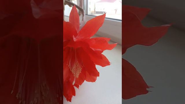 🌺Цветет эпифиллум🌺#эпифиллум #эпифиллумцветет смотреть онлайн