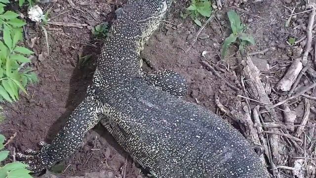 Djuma: Monitor Lizard digging for food under the cam - 09:50 - 11/30/21 смотреть онлайн