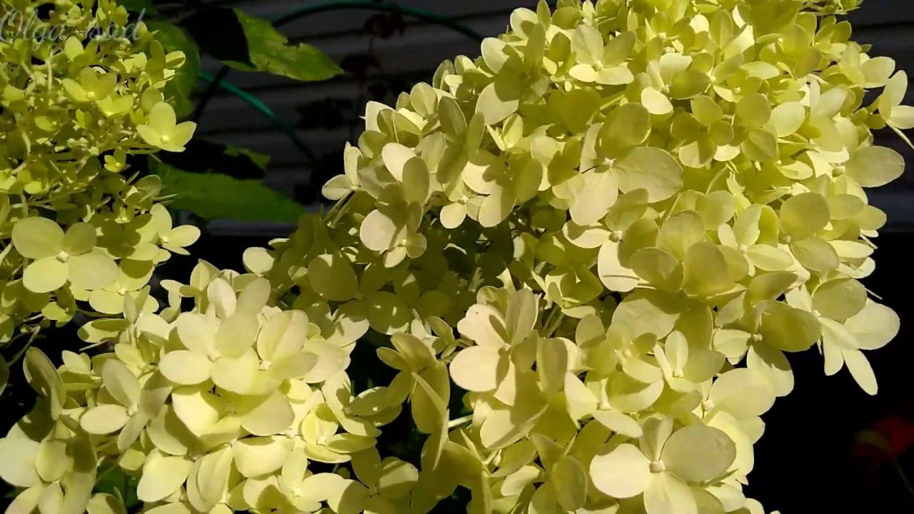 Гортензии 2019 смотреть онлайн