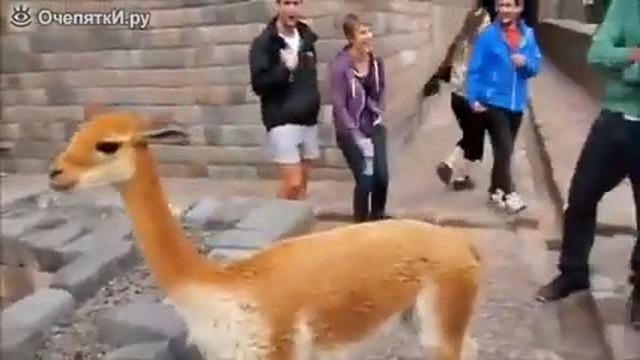 Вредная лама плюётся...... смотреть онлайн