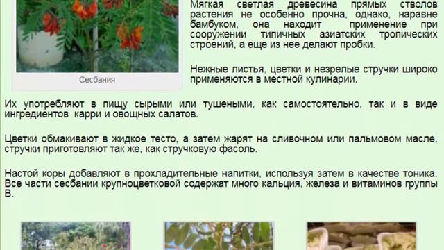 Сесбания Крупноцветковая (Sesbania Grandiflora).