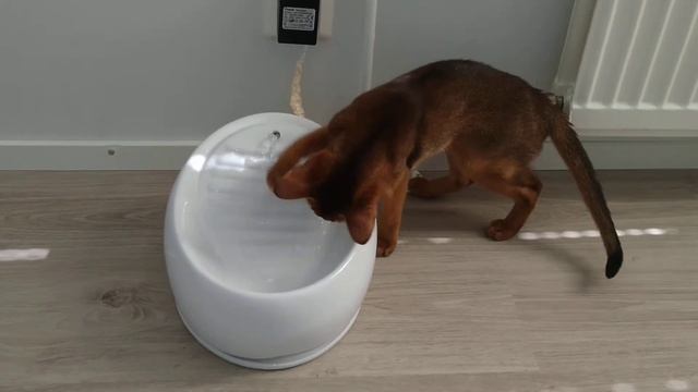 Абиссинский котенок и автопоилка =) Попить и поиграть :-) ABYTRISS cattery смотреть онлайн