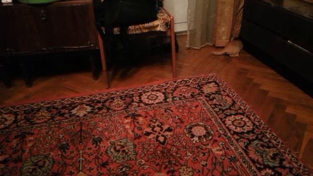рыжий котенок без задней лапы смотреть онлайн