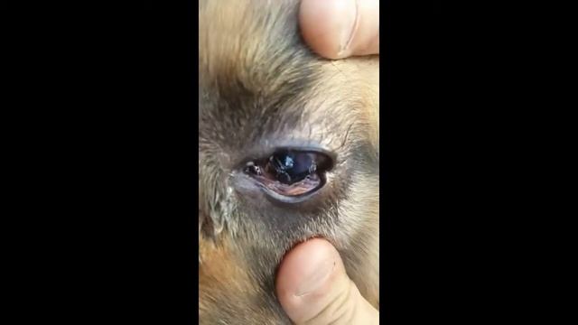Лечение поврежденной роговицы смотреть онлайн