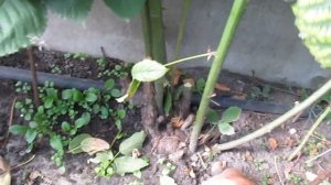 Обрезка ежевики. КАК ОБРЕЗАТЬ ЕЖЕВИКУ?  Когда обрезать.