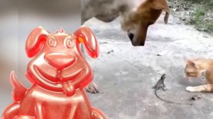 Дружба котиков, собачек, цыплят и желейных медведей. Пёс Стасик знает в этом толк!