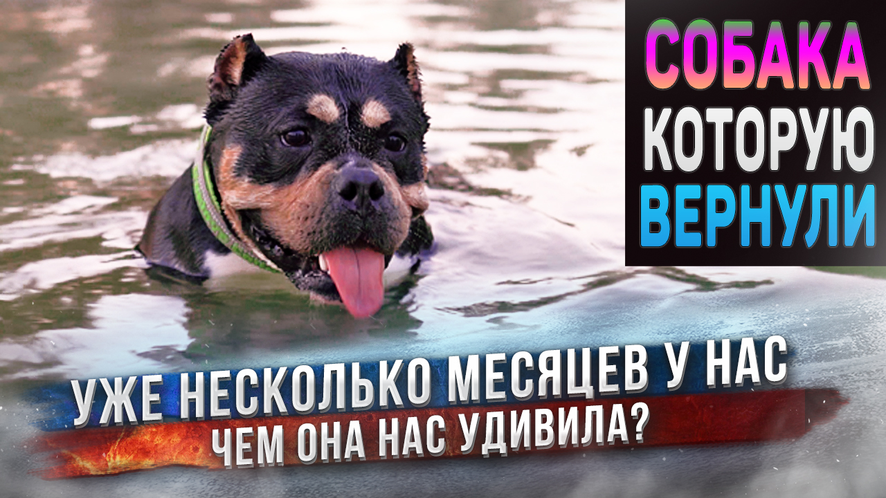 Как дела у собаки Ланы, которую вернули назад в питомник смотреть онлайн