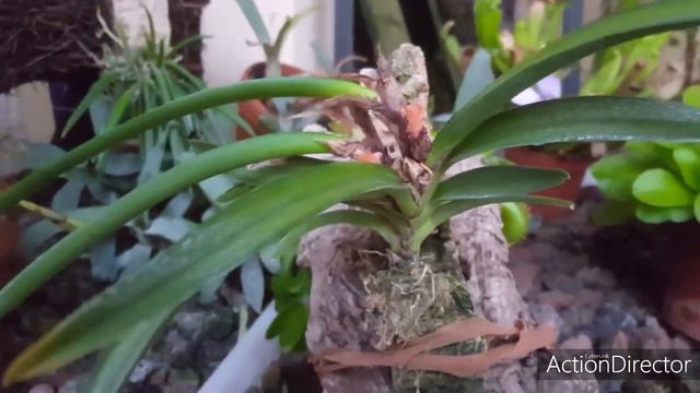 Ceratostylis rubra-άνθηση,καλλιέργεια και φροντίδα αστείας ορχιδέας😃 смотреть онлайн