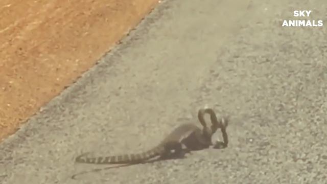 Fight Classic : Lizard vs King cobra | Snake hunting lizard | The Reptiles of the Desert смотреть онлайн