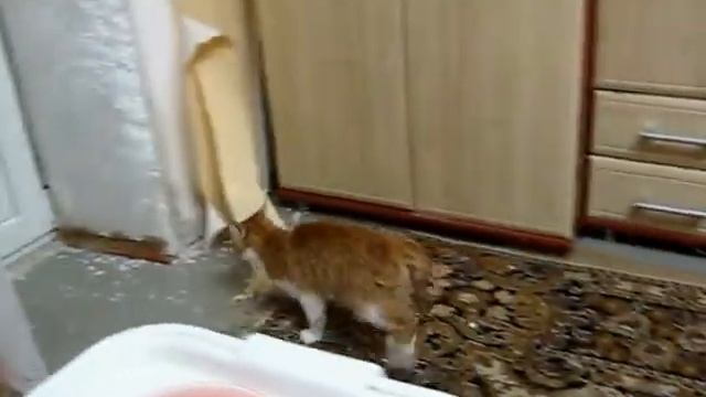 Кошку кинуло смотреть онлайн