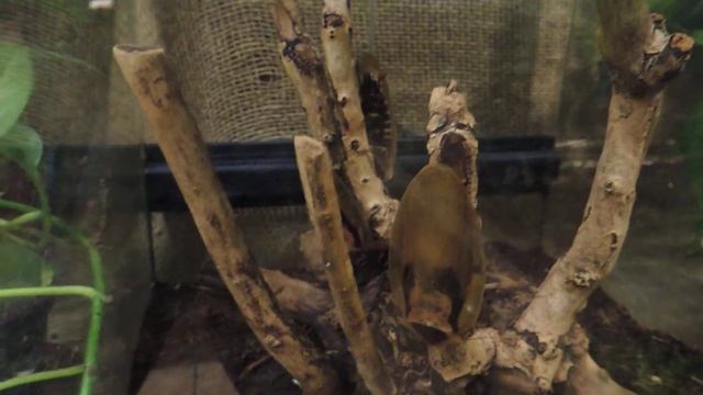 Кубинский таракан. смотреть онлайн