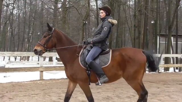 Подъем в рысь от корпуса. Как поднять лошадь в рысь. Верховая езда. Посадка всадника. смотреть онлайн