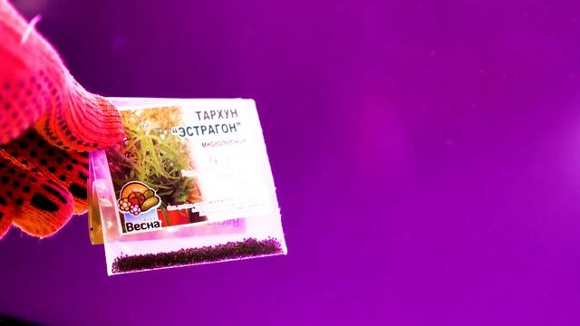 Тархун Эстрагон в Домашних Условиях. КАК ПОСАДИТЬ. ПОЛЕЗНЫЕ СВОЙСТВА. смотреть онлайн
