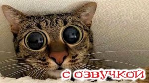 Приколы с котами! Самая смешная озвучка животных! Смешные кошки и собаки!