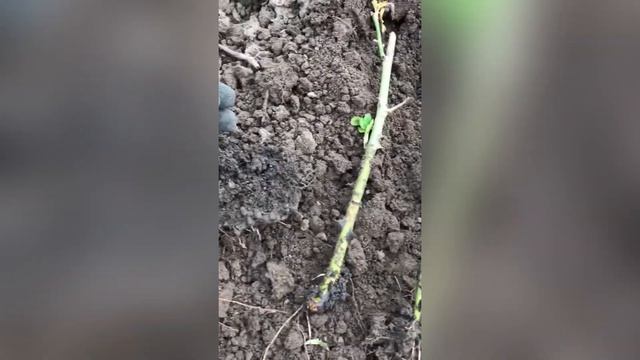 Розы из черенка. Пересадка после зимы. смотреть онлайн