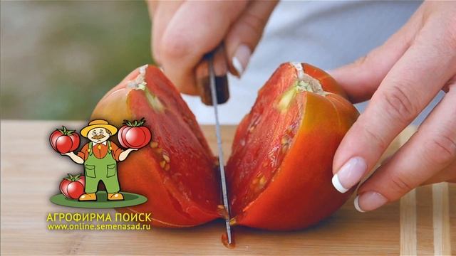 Томаты агрофирмы Поиск. смотреть онлайн