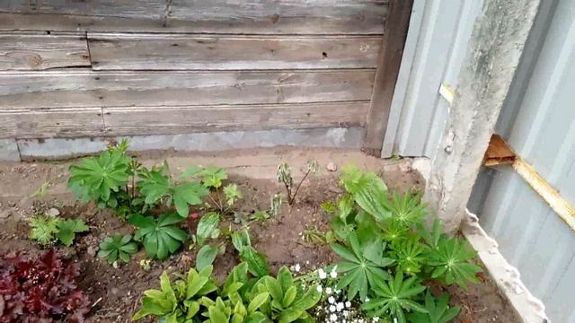 черешня Ипуть и Брянская розовая смотреть онлайн