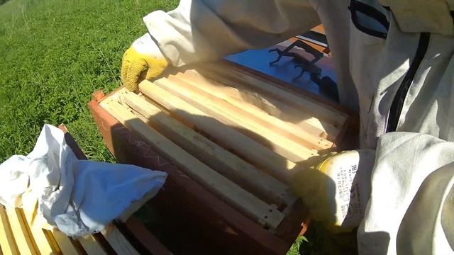 Пчелиная пасека с нуля. 8 серия. Снимаем ганеманку. Химичим с семьями. смотреть онлайн