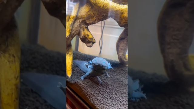 Хочу купить аксолотля такого окраса? #axolotls #axolotlsofig #аксолотль #aquariums #aquariumfish смотреть онлайн