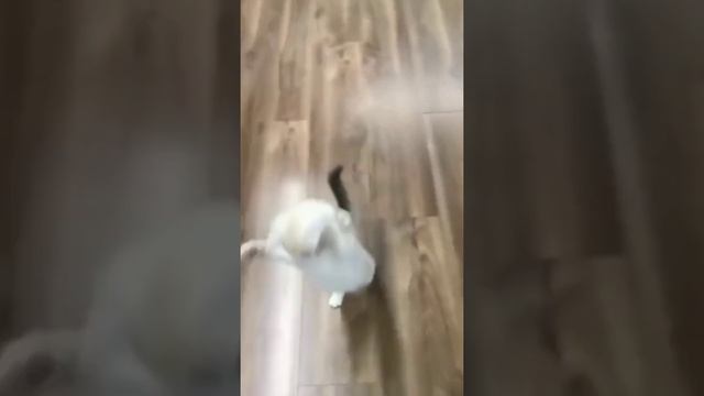 КОТЯТА 2021 Смешные котята! Приколы с котятами будете смеяться до слез!