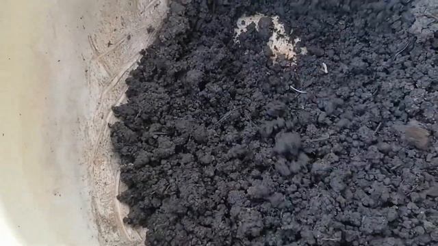 Черенкование шелковицы. Пробуем размножать Шелковицу широколистную черенками. смотреть онлайн