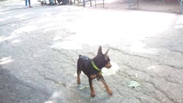 цвергпинчер локи смотреть онлайн