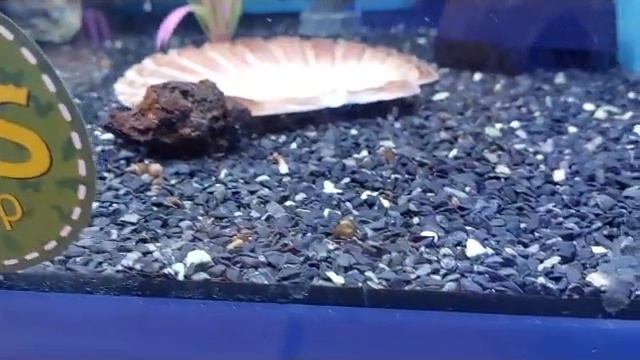 11.В мире животных. Поход в таллинский зоомагазин. смотреть онлайн