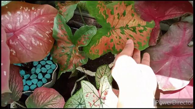Caladium Soil mix and care tips смотреть онлайн