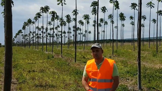 Paulownia in Romania in 2020 смотреть онлайн
