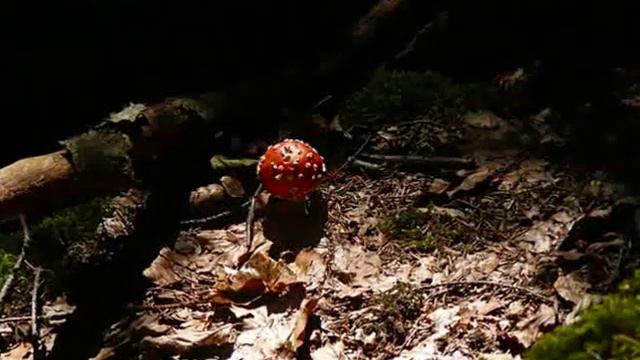 Gayatri Mantra Meditation (Deva Premal) смотреть онлайн