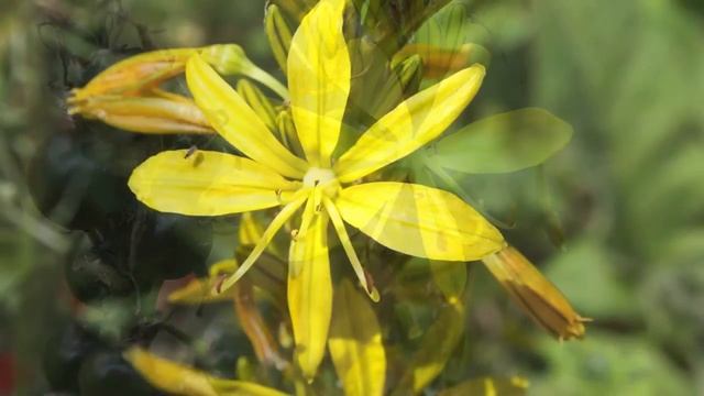 Yellow Affodil - Asphodeline Lutea set to Chopin смотреть онлайн