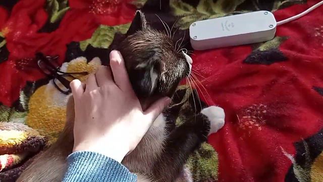 Влог наш любимый 4 01 2024 год🐈😂 смотреть онлайн