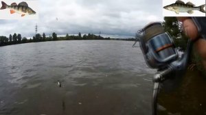 10 июля 2017 года  Верхняя Москва река  Ловля на спининг окуня и судака,отводной поводок!