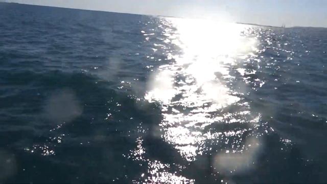 дельфины покатушки на гидроцикле в глубине с дельфинами . п Волна дельфины