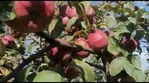 Зимний сорт яблони Зорка