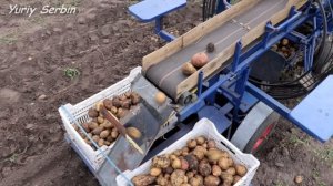 Копаю картошку КОМБАЙНОМ САМ...!!!