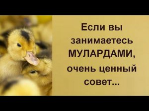 Хороший совет от заводчика// поилки своими руками// Муларды и утки// Обзор утятника