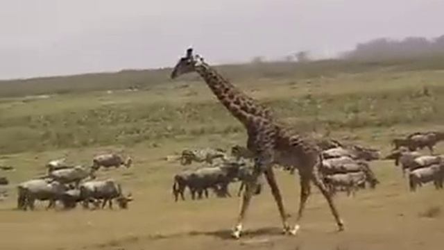 Giraffe running in herd of cattle, Kenya смотреть онлайн